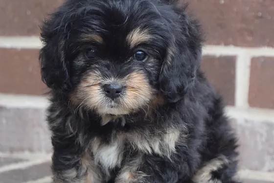 Available Cavapoos Backroadsoulpuppies Com