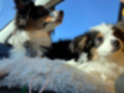 IMG_1262.jpeg