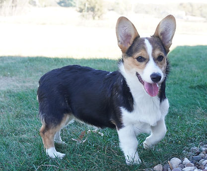 taffy35.JPG