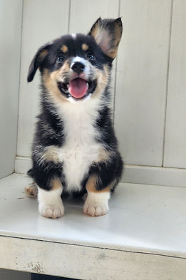 Posie4.jpg