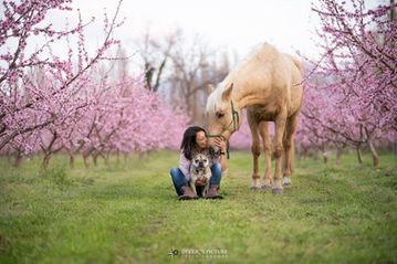 photographe chevaux et chien