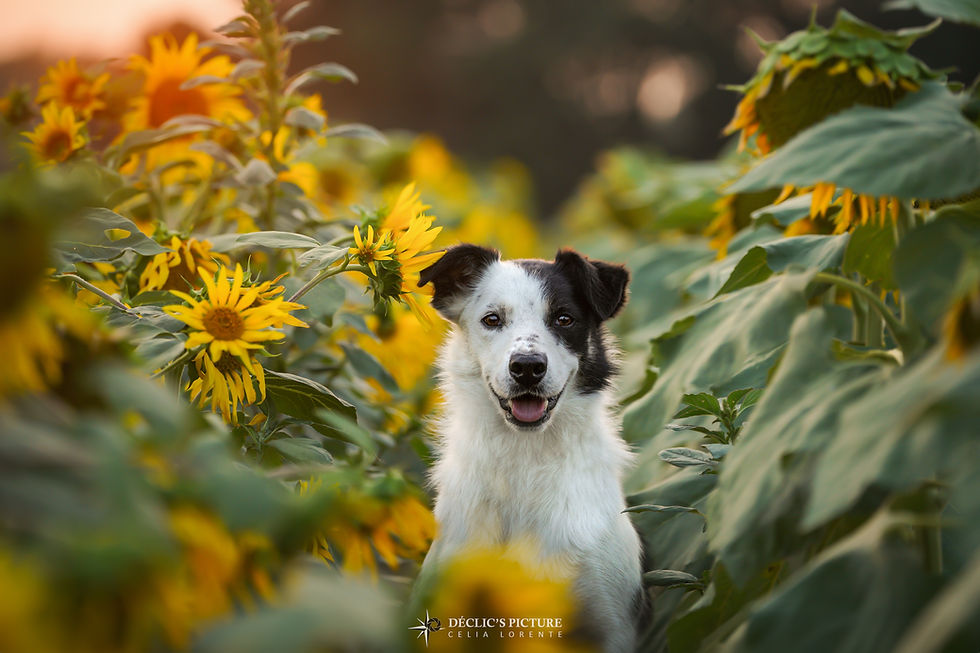 Nox dans les tournesols