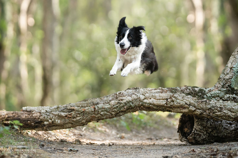 Seance photo chien montpellier