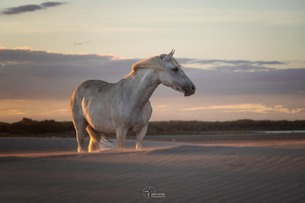 Cheval de Camargue sur la plage