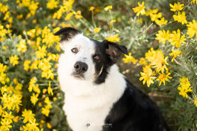 Photographie canine à Argelès-sur-Mer