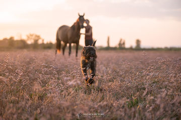 Photographe chien argeles sur mer
