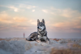 Séance photo chien à Argelès-sur-Mer