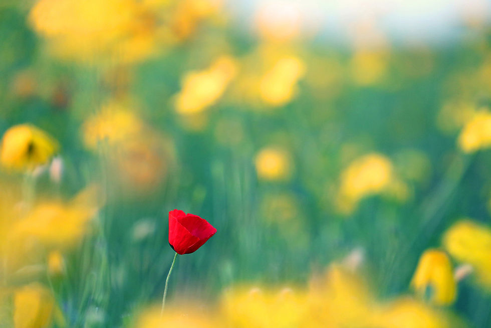 פרג ברקע חרציות