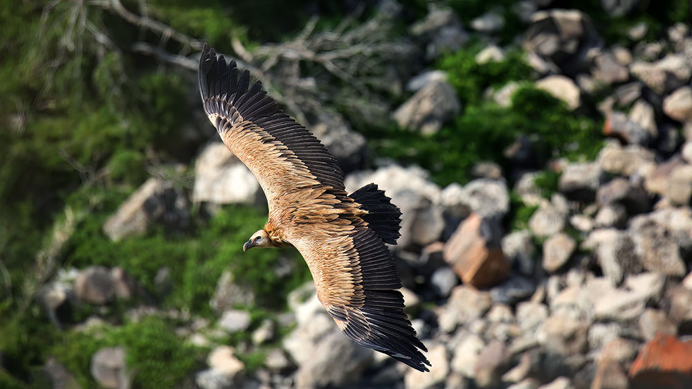 נשר מדברי בגמלא