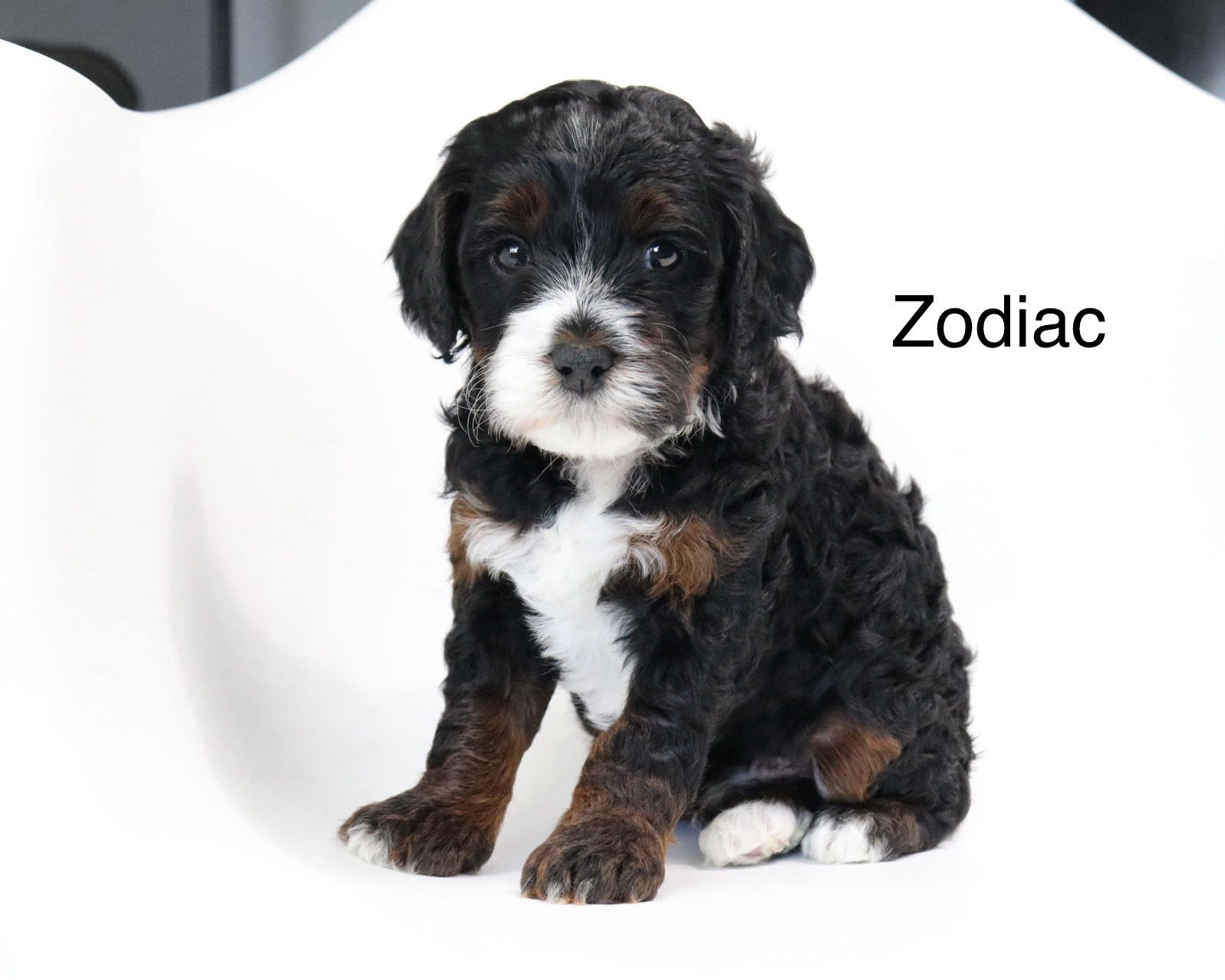 Final Puppy Payment – $3,450