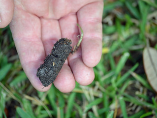 End of Summer Lawn Repair with Aeration and Overseeding