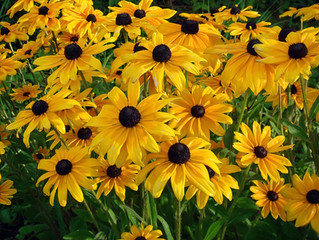 Native Plants in Bucks County