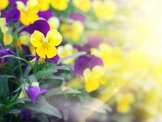 Seasonal Color Program