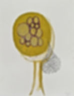 Towards the Bright Light