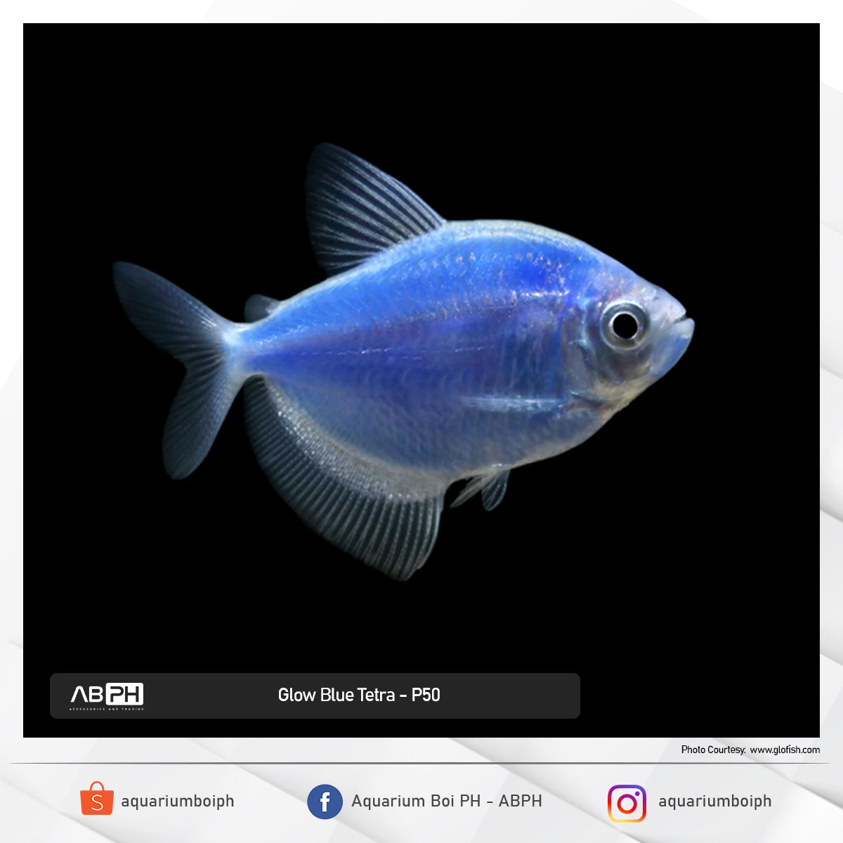 Glow Blue Tetra