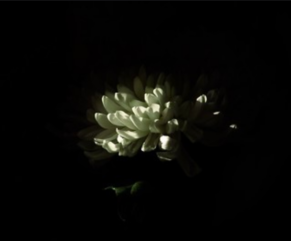white flower blooming in darkness