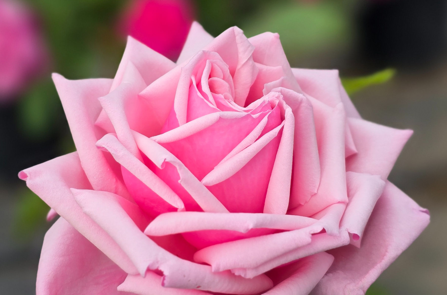 This is a photograph of the beautiful rose called La France. It is a very heavily petaled rose with is a medium to soft pink in color. It's pointed petals are near perfect.