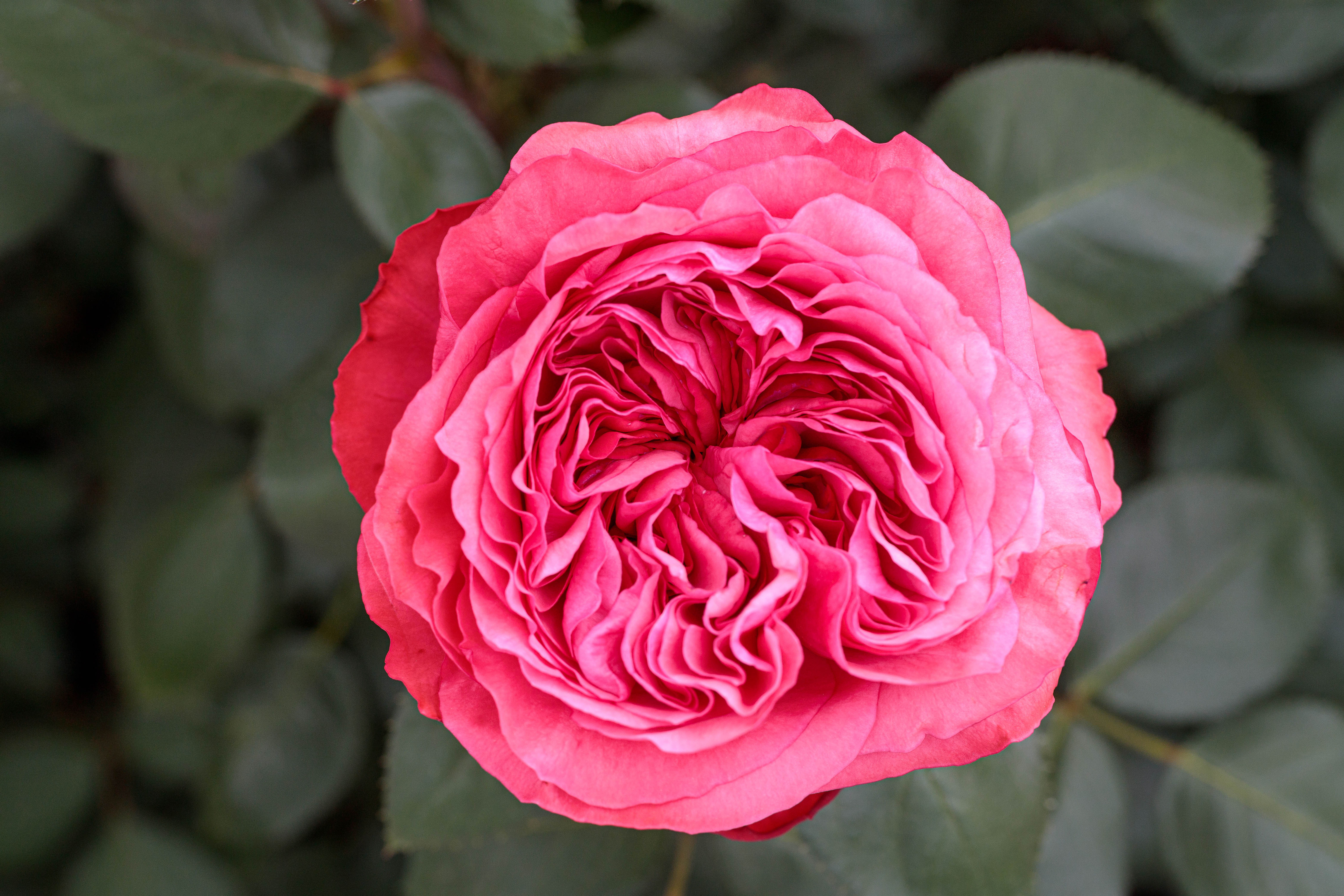 A deep pink, heavily petaled rose with a very high petal count. Very deep green foliage.
