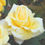 Thumbnail: Eternal flame is a gorgeous buttery yellow colored rose with classic hybrid tea form.