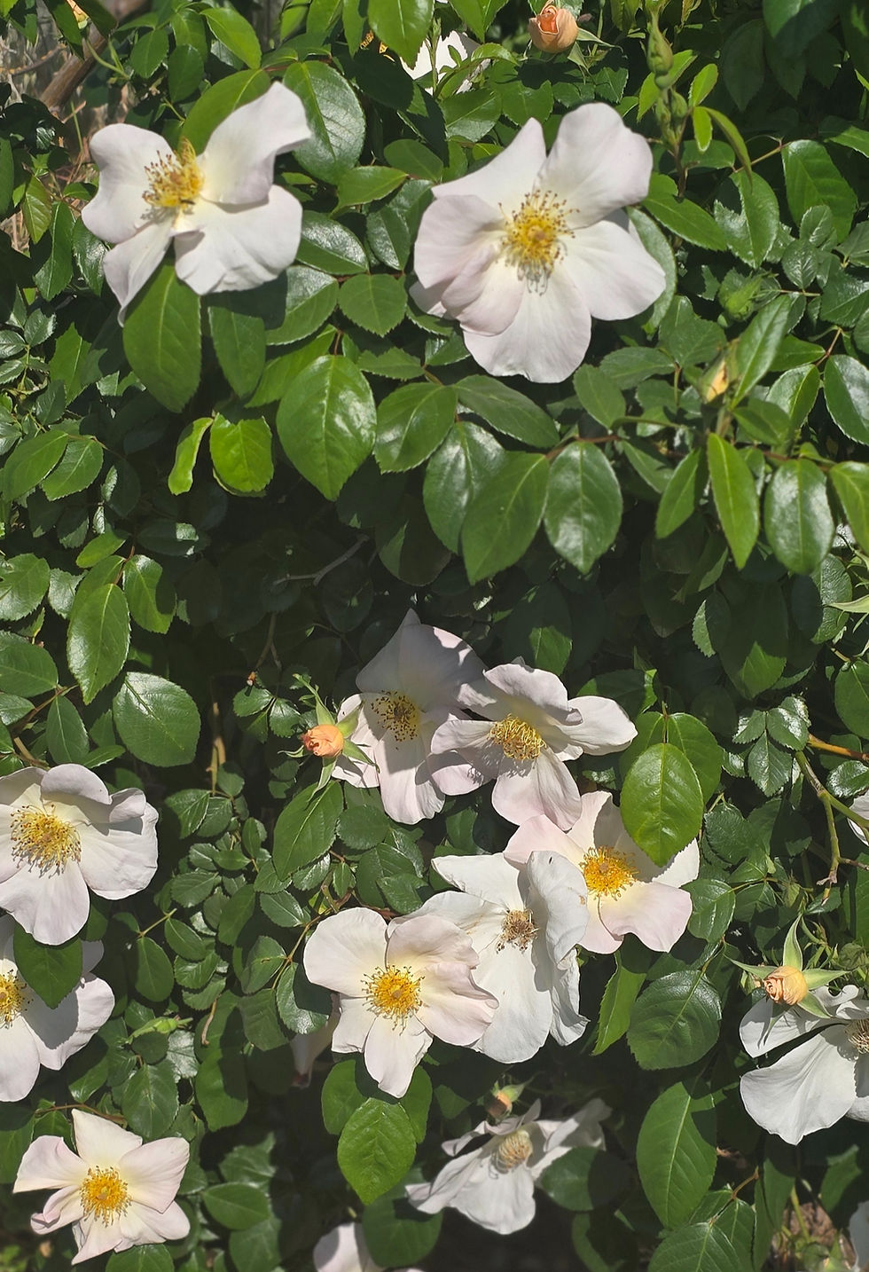 Thumbnail: Yet another distant view of the rose called Sally Holmes. this photo has multiple fully opened single petal blooms. They are pale yellow.