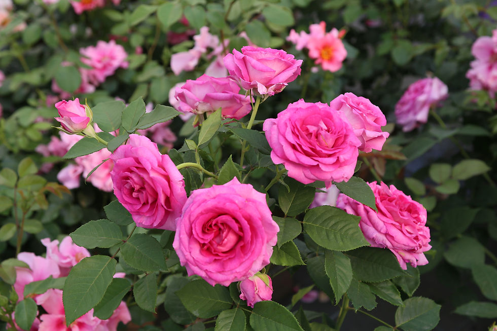 Thumbnail: Raspberry Cupcake has ombre coloring that ranges from dark pink to light pink on the edges of the petals