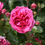 Thumbnail: Laguna is a deep rosy pink colored climber. Very heavily petaled.