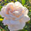 Thumbnail: White Gold is a very soft creamy colored rose that is not quite all white. It has a very soft touch of peach tinge to it. 