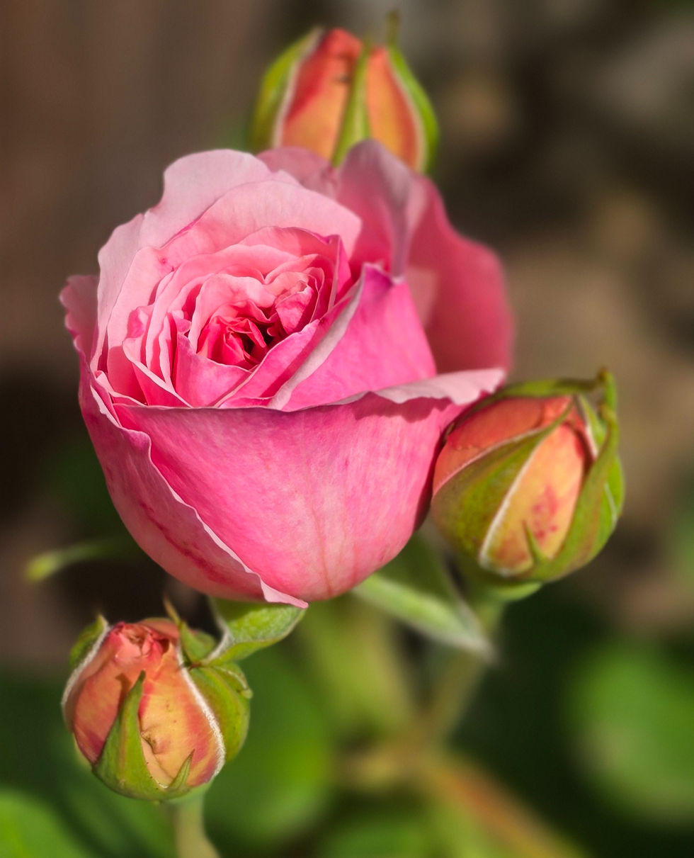 Thumbnail: a bud of the rose called AUSwith. More of a darker pink before it opens.
