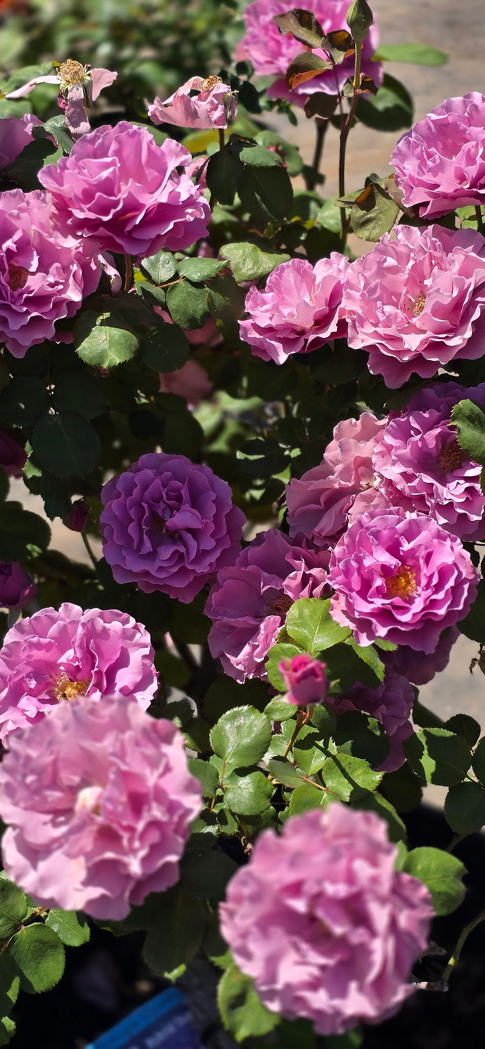 Thumbnail: In this photo of Angel Face there are about 15 fully open blooms on the bush. Very good blooming rose.