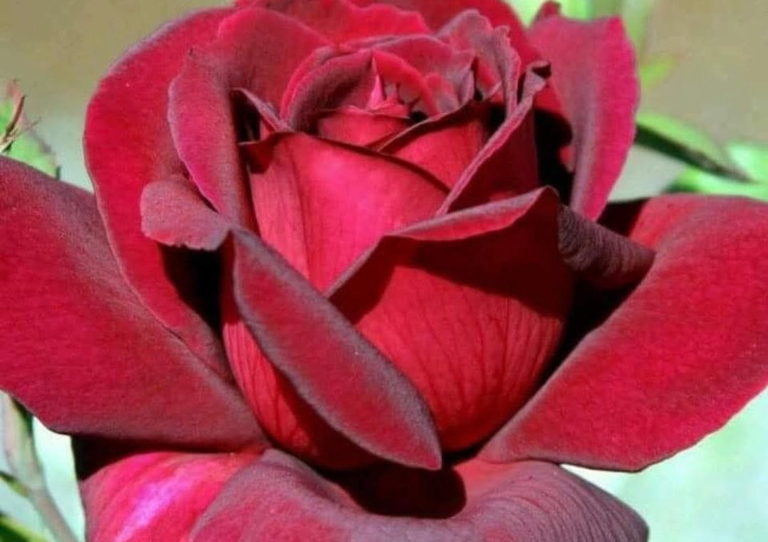 Deep velvety magenta colored red rose. I love this rose. Huge blooms that smell heavenly. Looks like velvet.