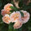 Thumbnail: Polka is a pale shade of apricot colored rose with ruffly edges on the petals.