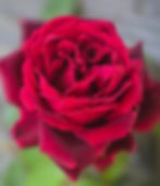 Another view of Oklahoma. with its deep red color and velvety petals. this rose blooms are 5 inches.