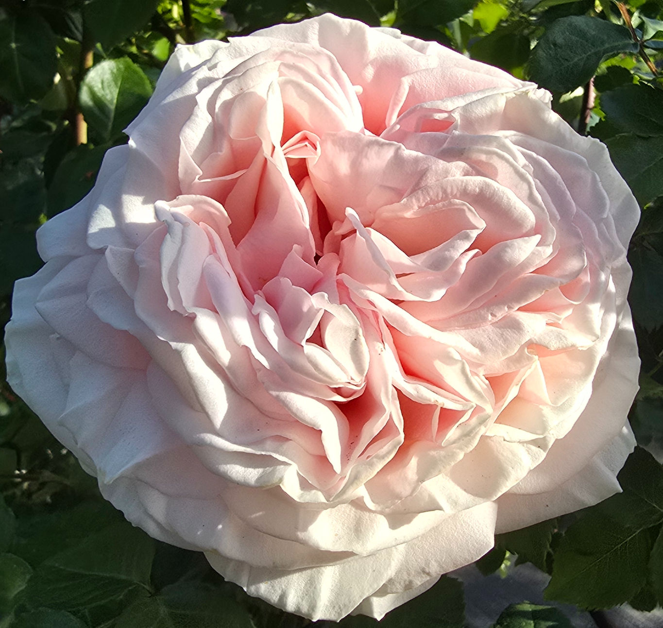 This Photo is of the very soft fully opened bloom of New Dawn. This rose is gorgeous with its swirling petals of the bloom. Very soft pink.