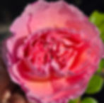 AUSsaucer is a gorgeous salmon color rose with hints of orange and peach. Very old fashioned style english rose which is very fragrant.