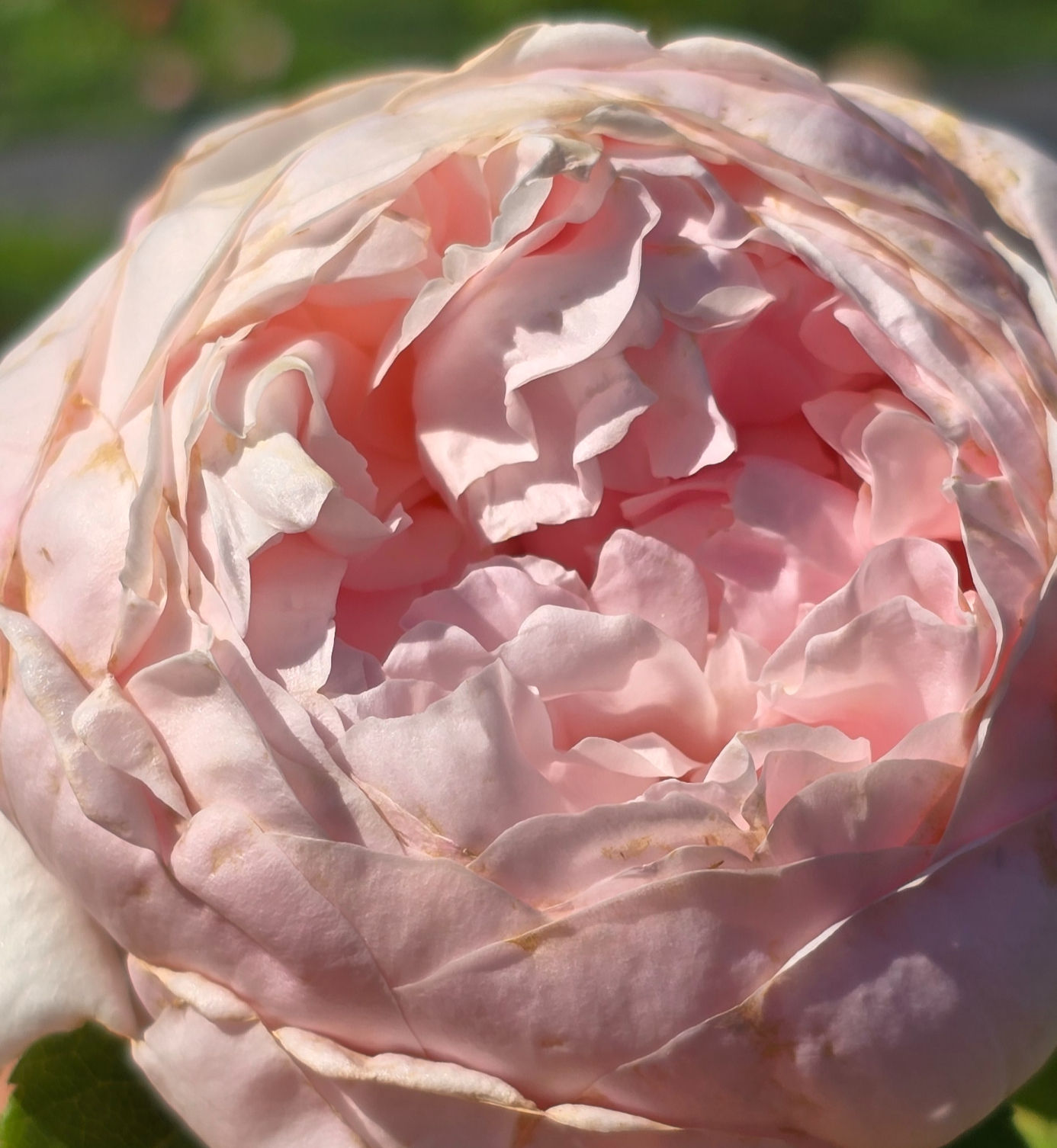 This photo of the rose called Ausmit shows a very full cupped rose with a very high petal count. It is a very soft pale pink rose.