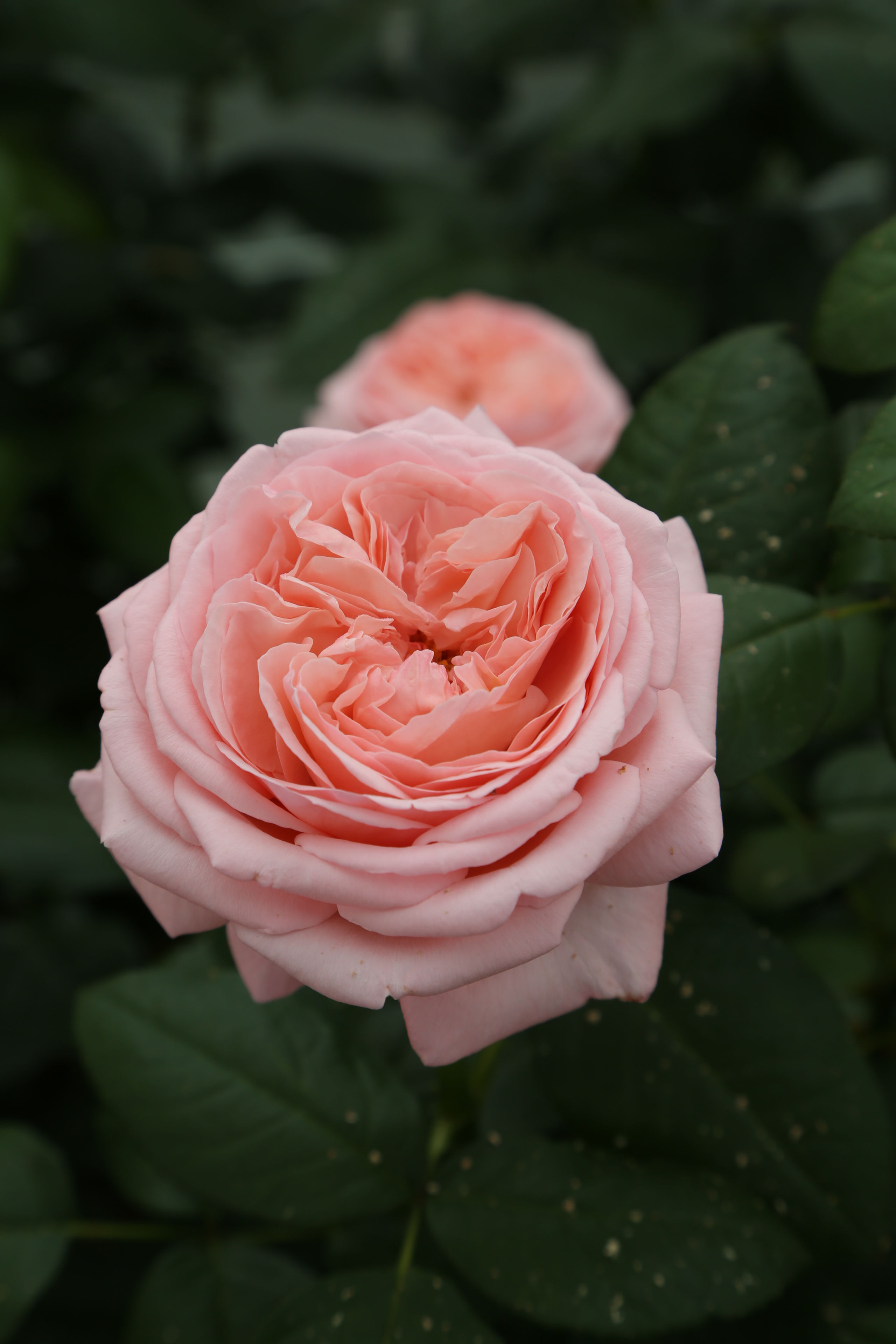 This rose is very deeply cupped and is an apricot pink in color. Heavily petaled.