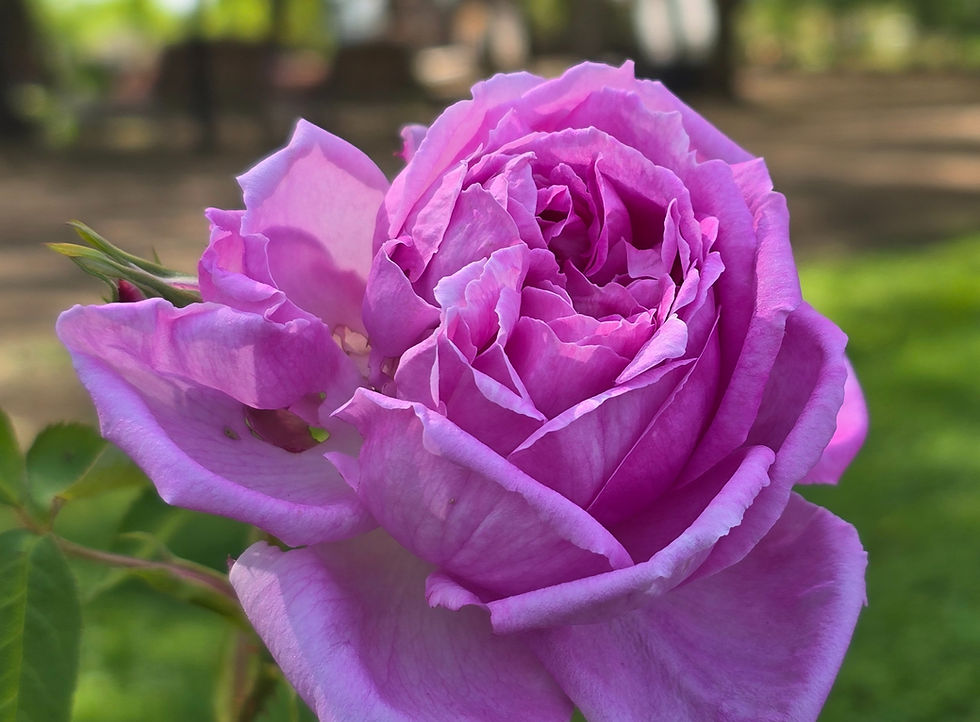 Thumbnail: This is a half open bloom of the rose Grandmother's Hat which is a very full cupped bloom is pinkish-Purple in color.