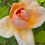 Thumbnail: This is a closed bud with a few petals starting to open of the peachy colored blooms.