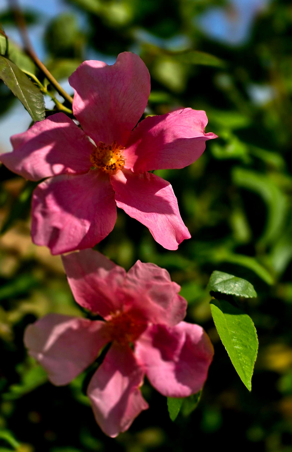 Thumbnail: These two blooms of mutabilis are both a deep rosy pink in color. Every bloom on the plant is different which makes it so interesting.