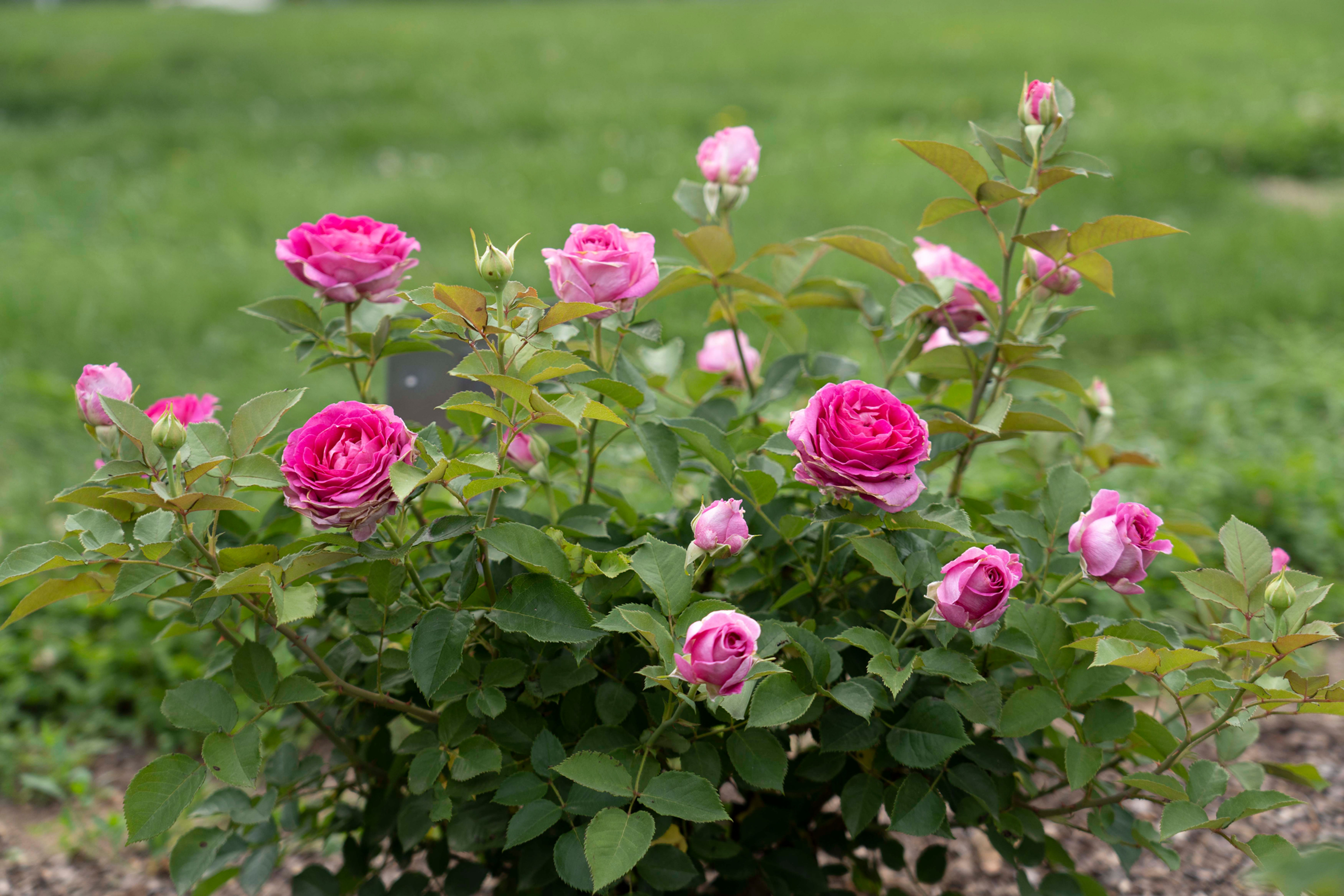Raspberry Cupcake is a ombre colored Mid pink to dark pink rose with lighter edges on the petals