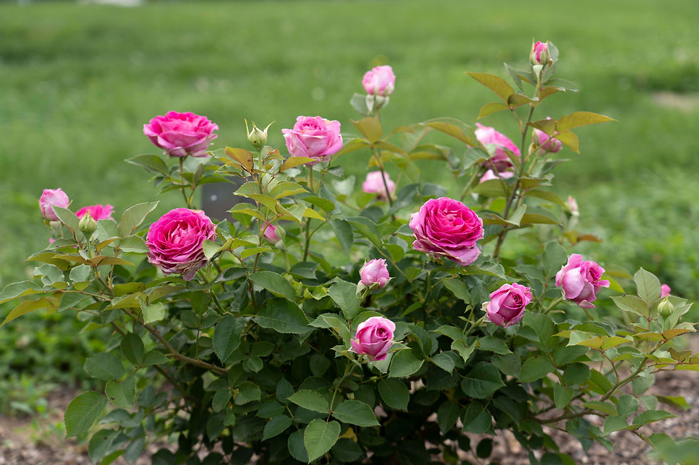 Raspberry Cupcake has ombre coloring that ranges from dark pink to light pink on the edges of the petals