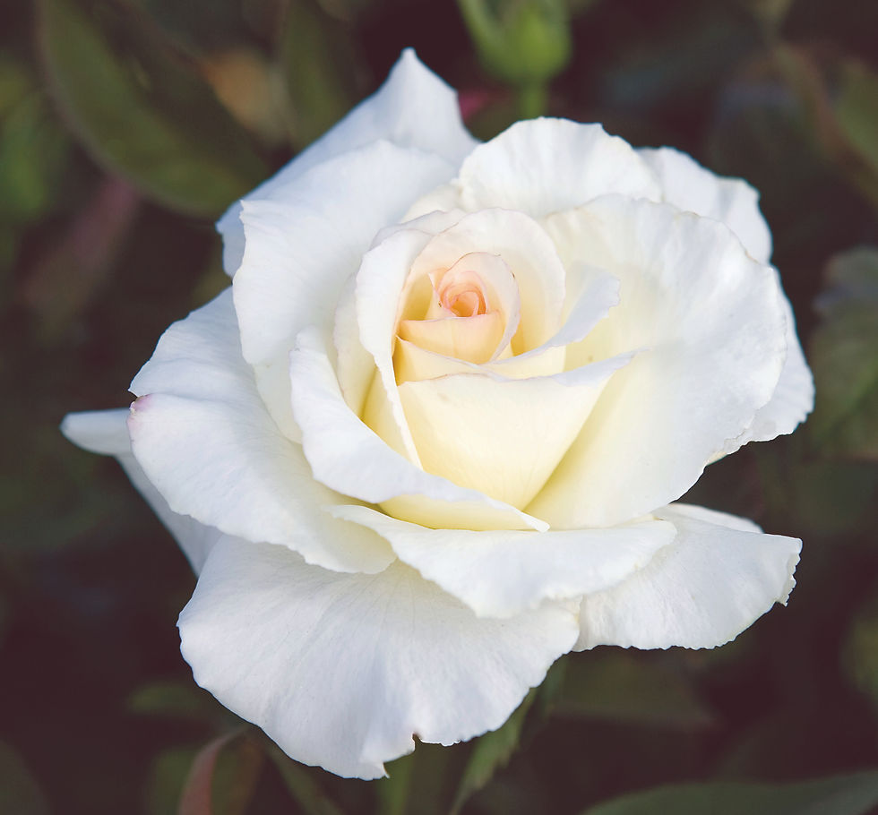 A beautiful white rose with a hint of pale pink in the center. very classic hybrid tea form.