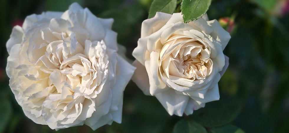 Thumbnail: This is another side view of two open blooms of the rose AUScat.
