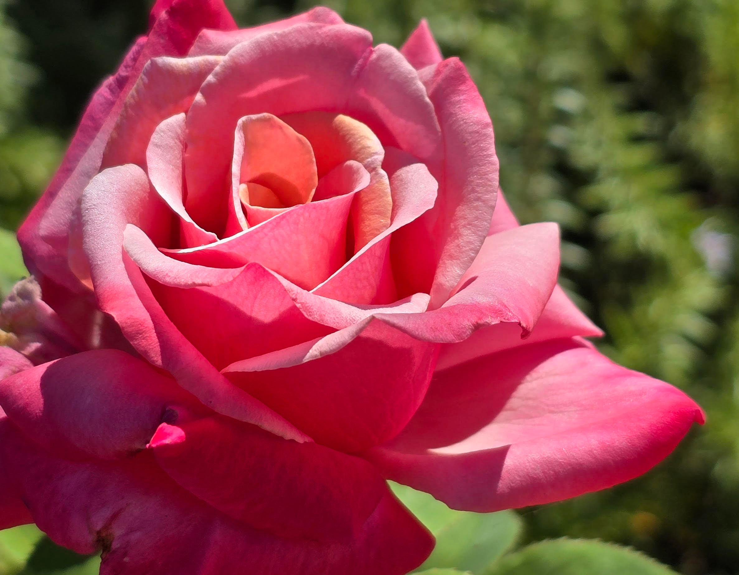 The photo is of the beautiful hybrid Tea called First Prize. It is a medium opned bud stage of First Prize and shows how big the blooms with be. The open blooms are about 5-6" in diameter. It is  rosy pink rose with hint of peach as it opens. Very traditional hybrid Tea. Very gorgeous.