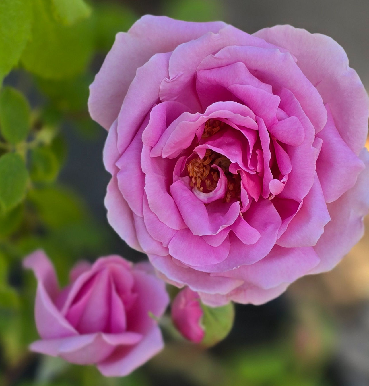 A Fully Opened Bloom of medium pink Pierre de St Cyr