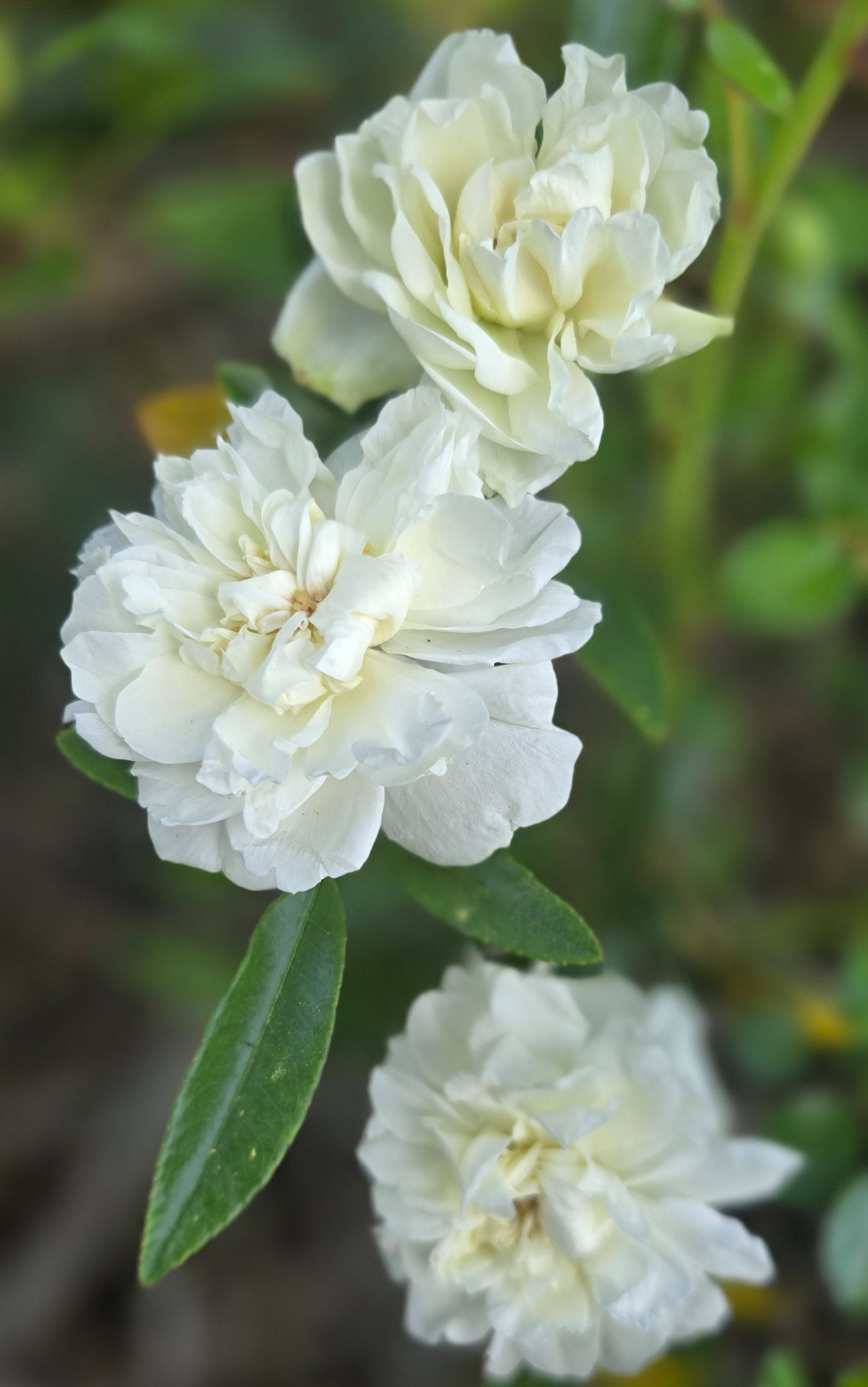 3 Pure white blooms of Lady Banks rose