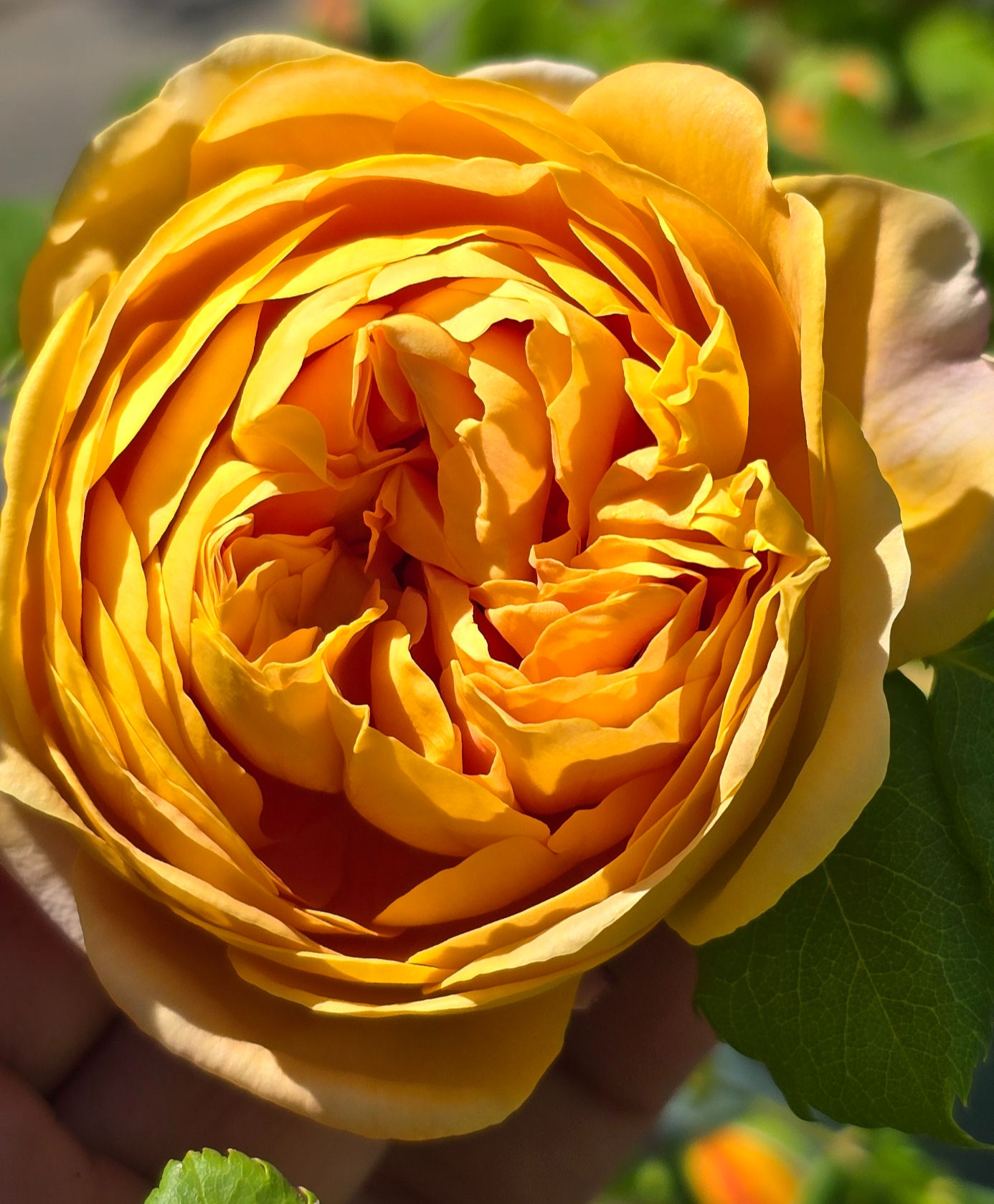 This photo is of the rose called AUSgold which is an english style rose which is more of a mustard gold in color. It has a very old fashioned cupped bloom.