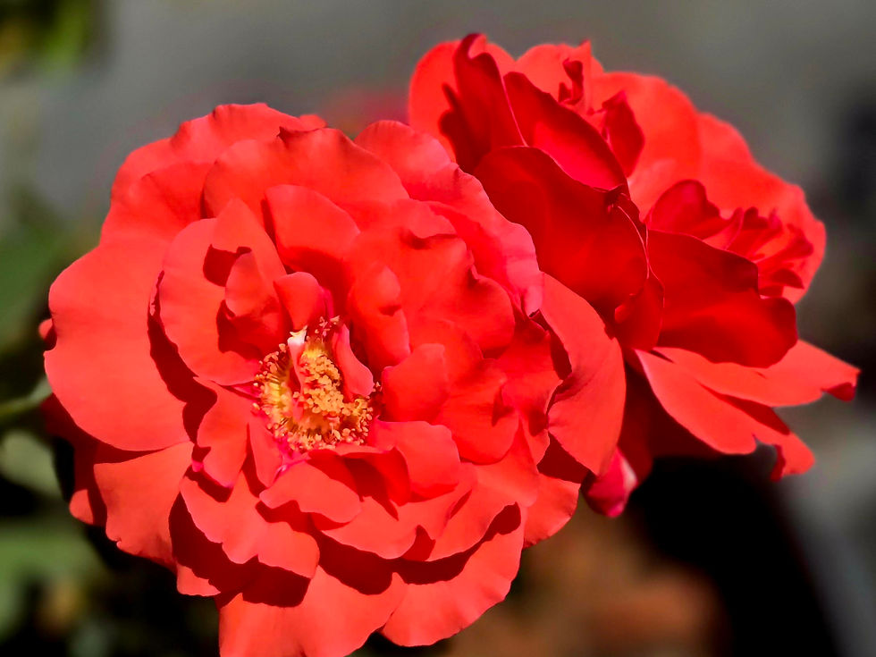 Fragrant Cloud in the picture is very orange. This rose has amazing fragrance. Its blooms have opened perfectly with a riply edge to the petals.