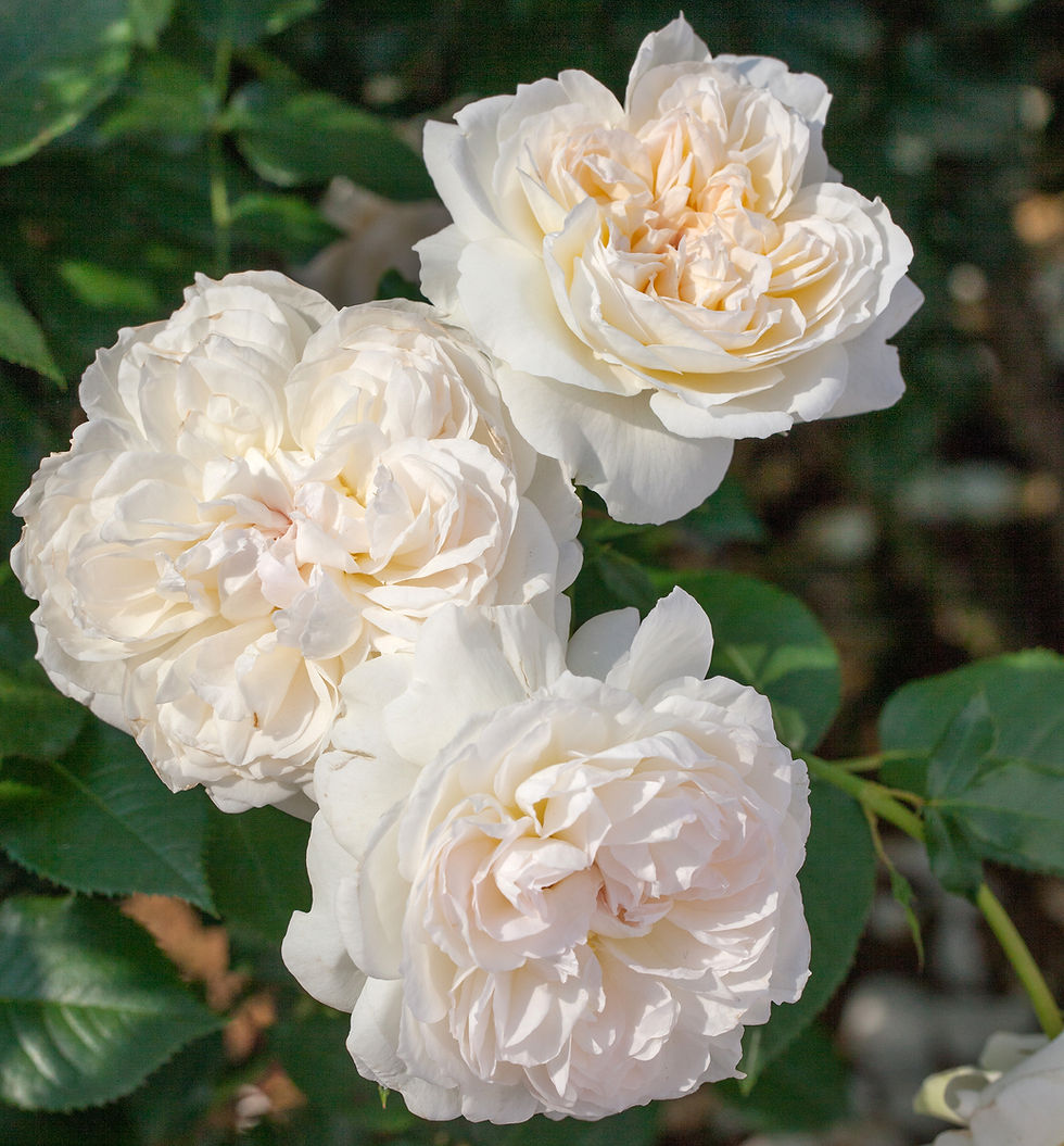 Bolero is a creamy white rose that is quartered in petals and old fashioned looking.