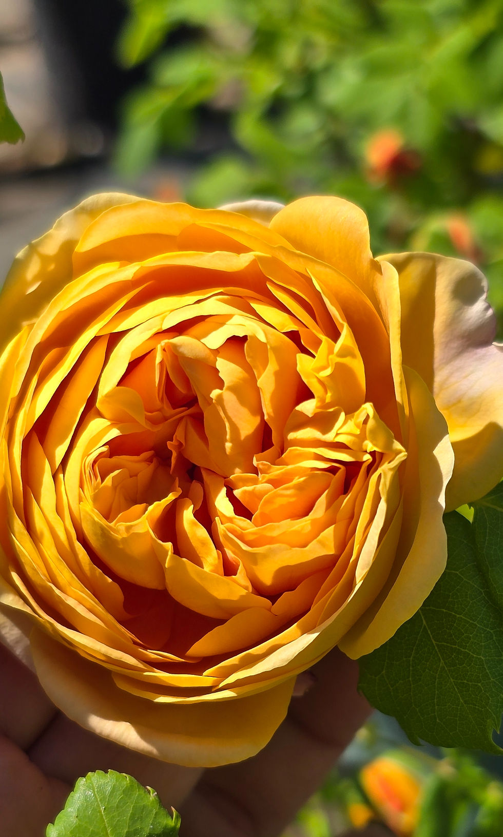 Thumbnail: Yet another view of the rose called AUSgold showcaseing its gorgeous deep yellow color